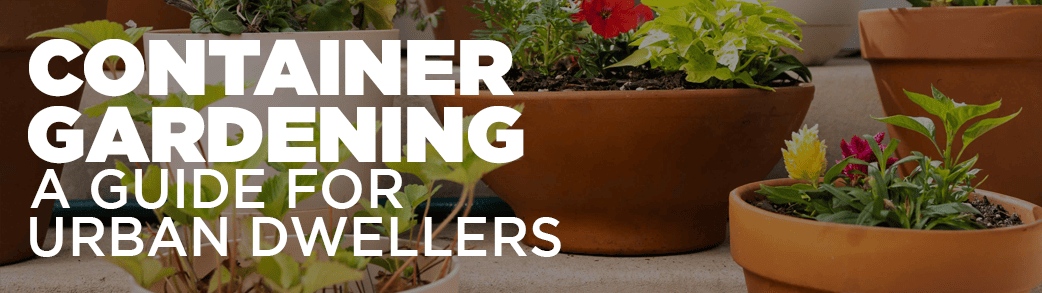 A vibrant container garden on a sunny urban balcony, showcasing a variety of plants and flowers in pots and hanging baskets.