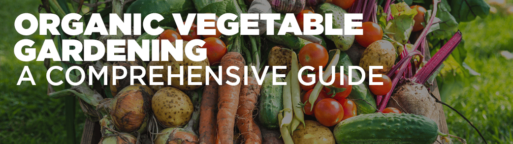 A lush and thriving organic vegetable garden, brimming with a variety of colorful and healthy crops. This image embodies the essence of successful organic gardening, illustrating the principles outlined in the comprehensive guide for cultivating vibrant and nutritious vegetables naturally.