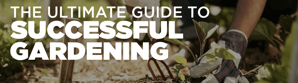 A picturesque garden bathed in golden sunlight, showcasing the epitome of successful gardening. This image captures the essence of the comprehensive guide, depicting a harmonious blend of flourishing flowers, well-tended plants, and meticulous landscaping. Discover the secrets to cultivating your own thriving garden paradise with the ultimate gardening guide.